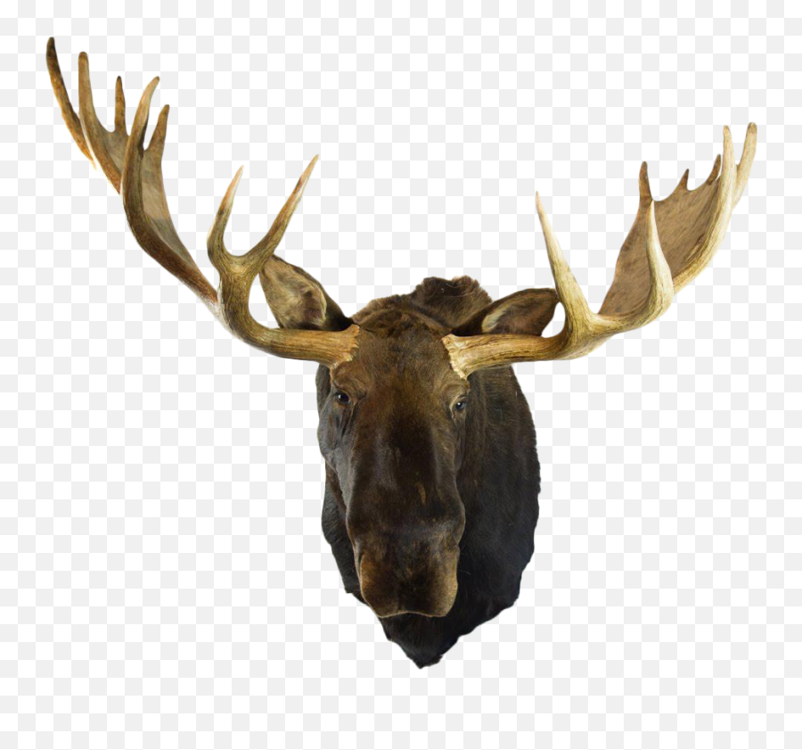 Moose Head Transparent Png Clipart - Transparent Background Moose Head Png,Deer Head Png