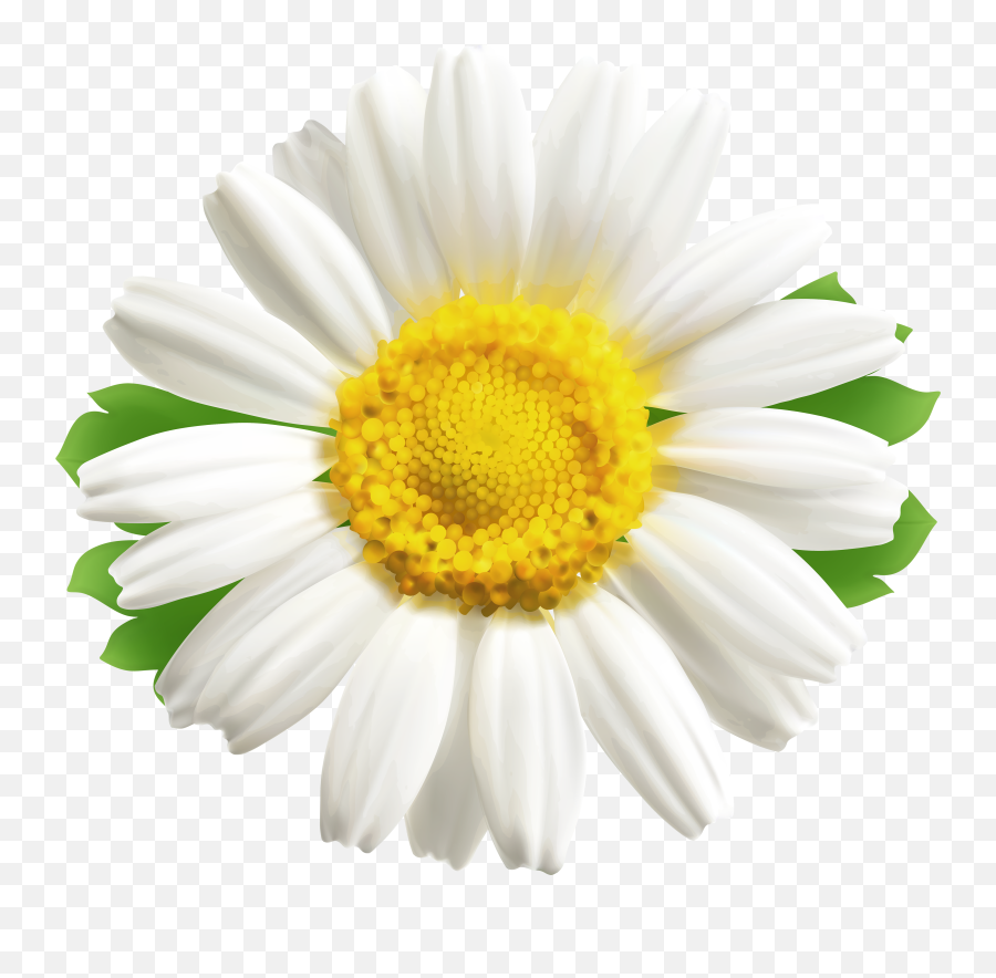 Blog Clip Art - Daisy Png Clipart Image Png Download 4000 Common Daisy,Chamomile Png