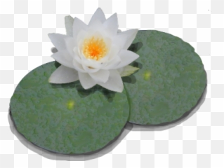 Download Free Png Lily Pad Transparent Padpng - Lily Pad Transparent Background,Lily Transparent Background