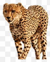 Free Transparent Png Images On Cheetah