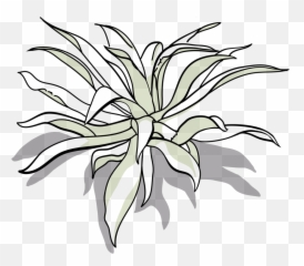 Tepeztate U2014 Banhez Mezcal - Floral Design Png,Agave Png