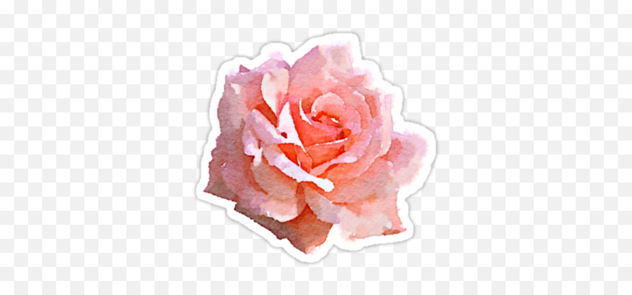 Download Hd Tumblr Png Summer Graphic - Watercolor Pink Rose Transparent,Watercolor Roses Png