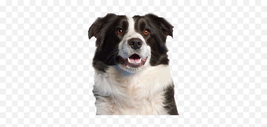 Border Collie Png Picture - Transparent Border Collie Png,Border Collie Png