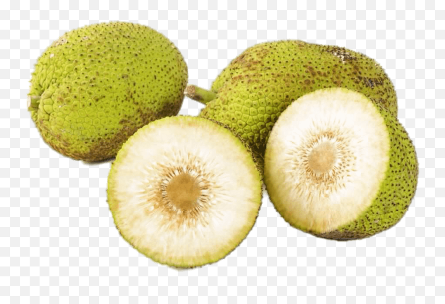 Fresh Breadfruit Transparent Png - Stickpng Breadfruit A Fruit,Fresh Png