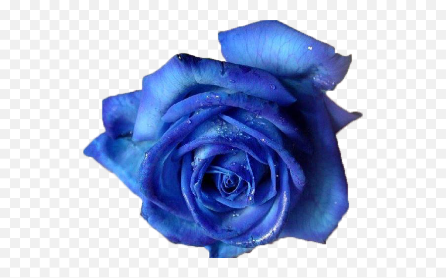 178 Images About Flower Png - Blue Roses Transparent Background,Rose Flower Png
