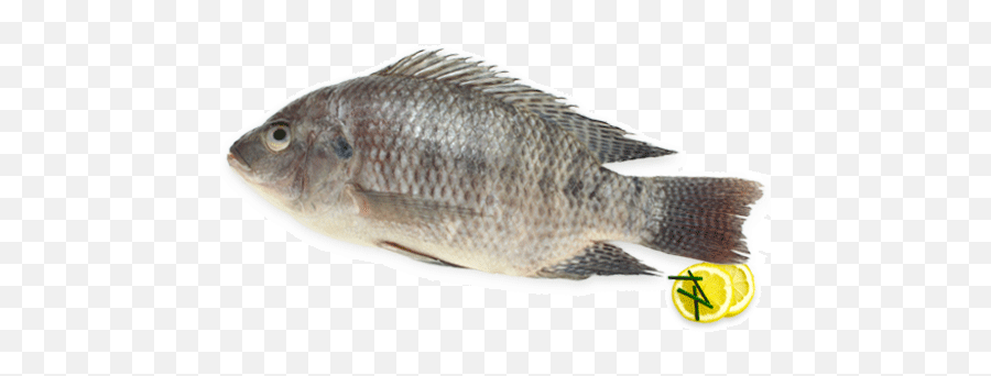 Download Fresh Water Fishes - Tilapia Png Image With No Tilapia,Fishes Png