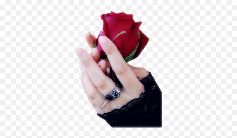 Hand Rose Png Official Psds - Profile Hands Dp For Whatsapp,Rose Png