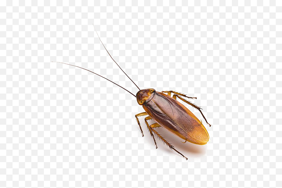 Cockroach Allergens Clipart - Full Size Clipart 3819973 Cockroach Png,Cockroach Png