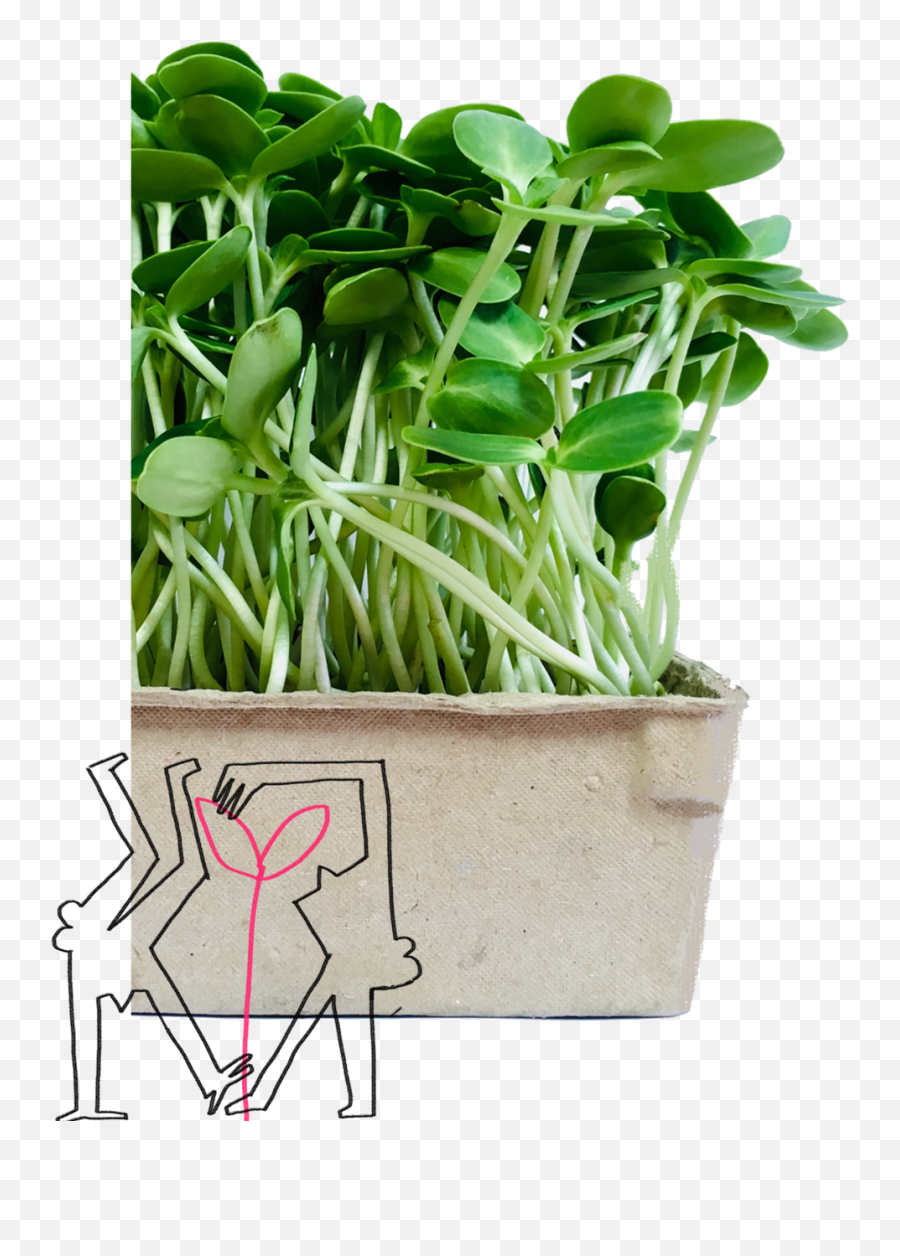 Grow Bristol - Grass Png,Salad Png