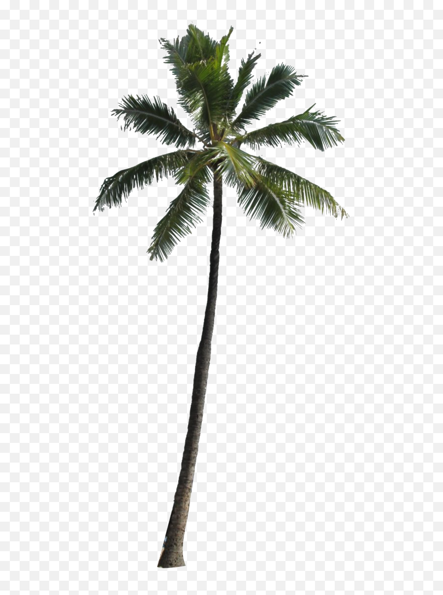 Tropical Palm Tree Transparent Png Play - Transparent Background Palm Tree Png,Tree Transparent Png