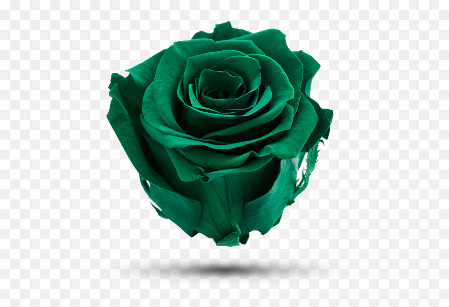 Green Riddler - Garden Roses Png,Riddler Png