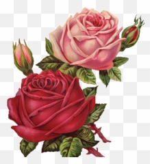 Download Red Rose Clipart Vintage - Flower PNG Image Roses Png