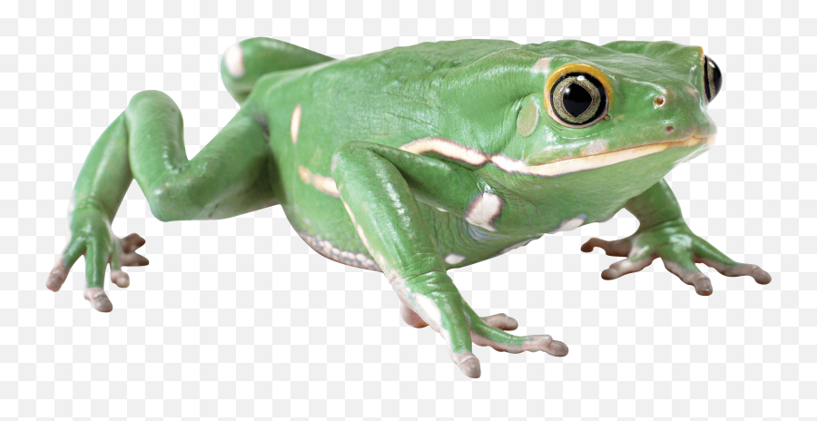 Almost Flat Frog Transparent Png - Frog With No Background,Transparent Frog