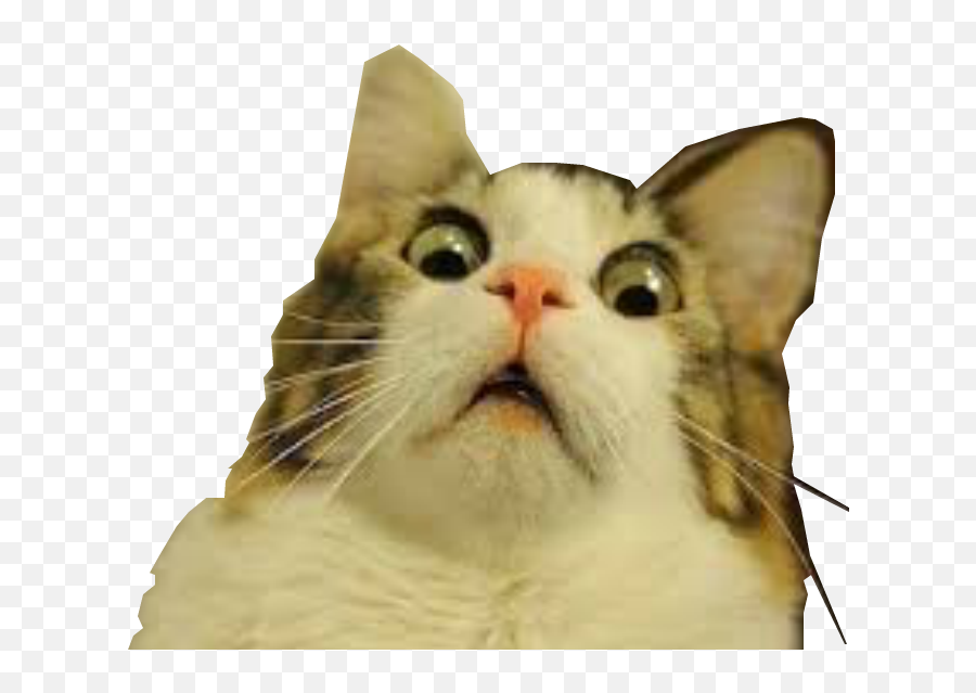 Free Transparent Cat Png Download - Funny Cat Face Transparent Background,Cat Meme Icon