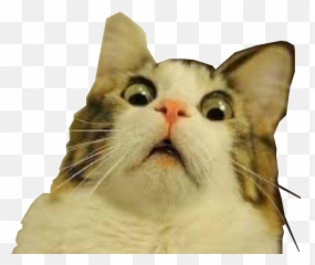 Free Transparent Cat Png Download - Funny Face Background