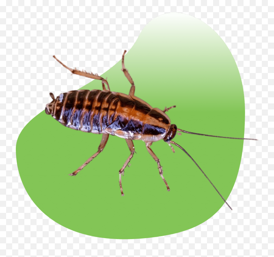 Las Vegas Preventative Pest Control - Parasitism Png,Cockroach Icon