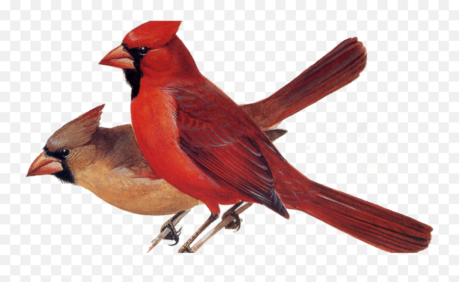 Northern Cardinal - Northern Cardinal Png,Cardinal Png