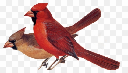 Northern Cardinal - png