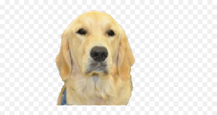 Golden Head No Background - Ksds Assistance Dogs Inc Dog Head Transparent Background Png,Puppy Transparent Background