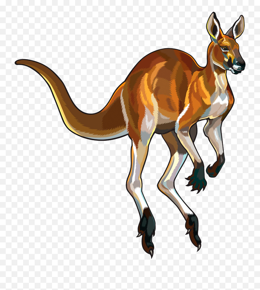 Drawing Kangaroos Kangaroo Jack - Kangaroo Drawing Png Kangaroo Illustration Png,Kangaroo Transparent Background