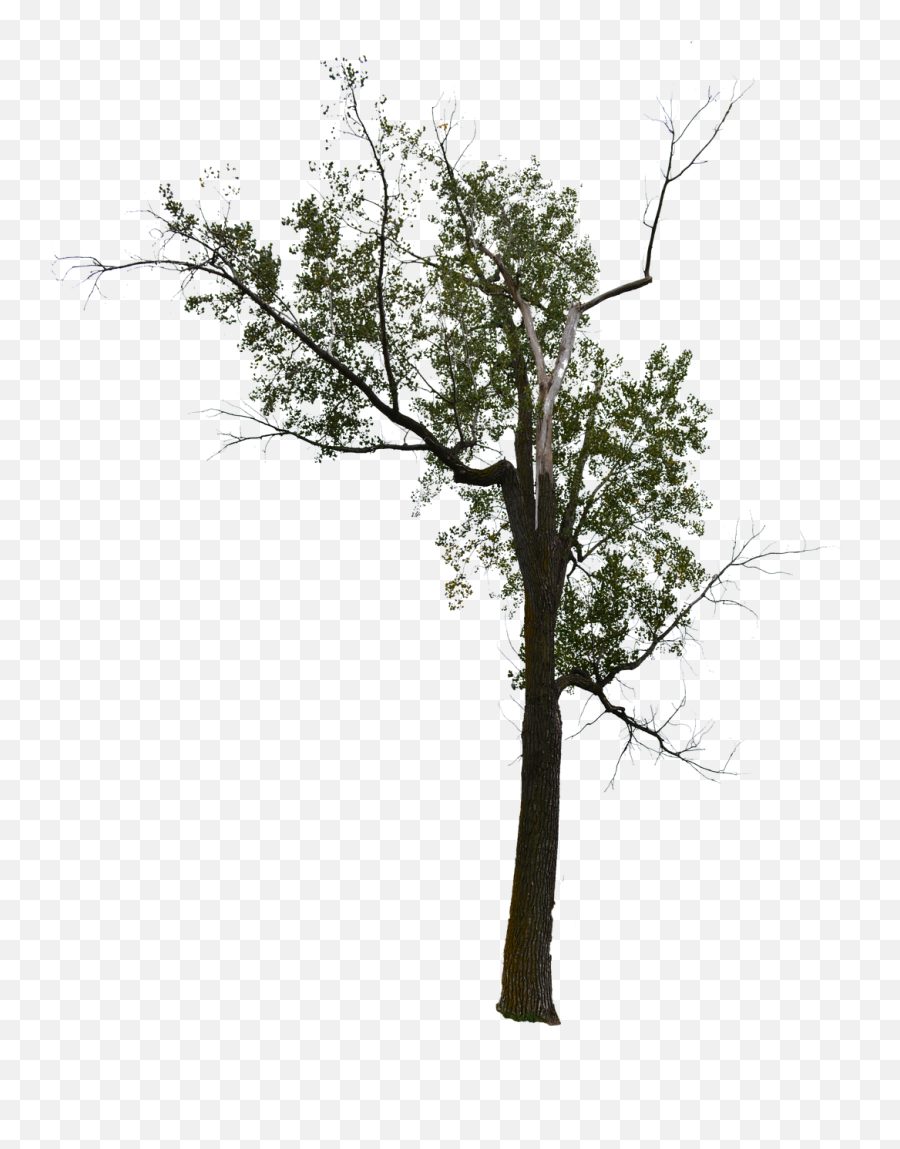 Tree Background Png - Dead Tree Dead Tree With No,Pine Tree Transparent Background