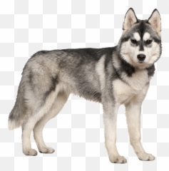 Husky Png - Siberian Transparent Background