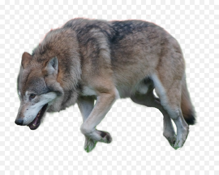 Wolf Png Transparent Stock Images Free - Transparent Background Wolf Png,Wolf Png