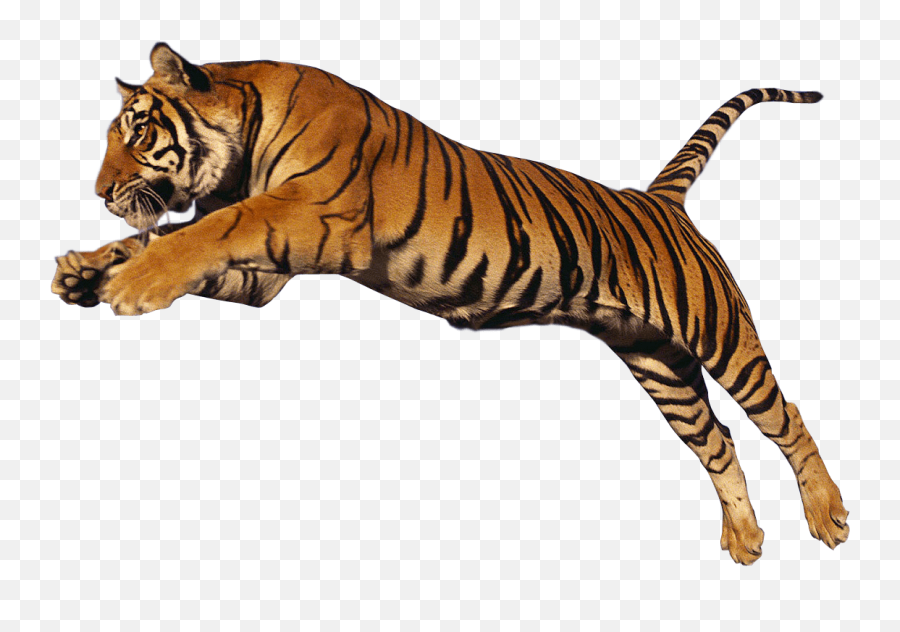 Tiger Jump High Transparent Png - Tiger Transparent,Tigers Png