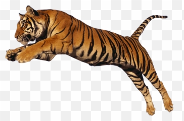 Tiger Jump High Transparent Png
