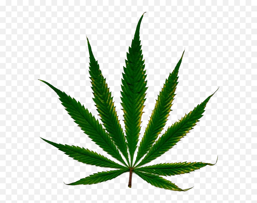 Smoke Weed Png Transparent - Marihuana Png,Weed Plant Png