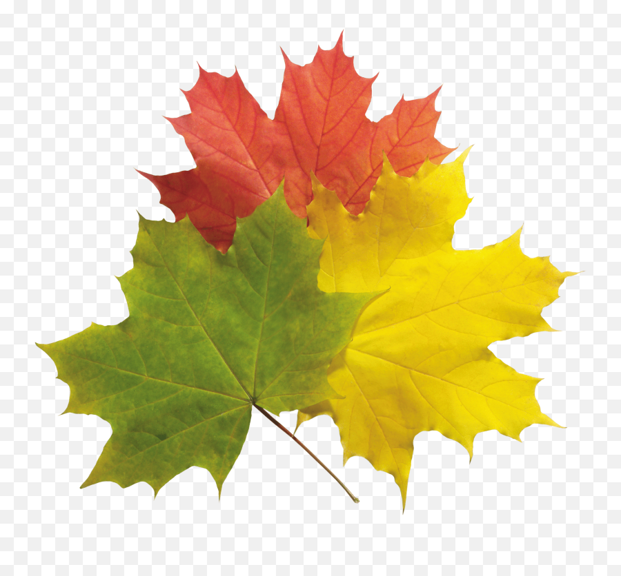 Download Autumn Png Leaves Hq Image - Real Fall Leaves,Autumn Leaves Png