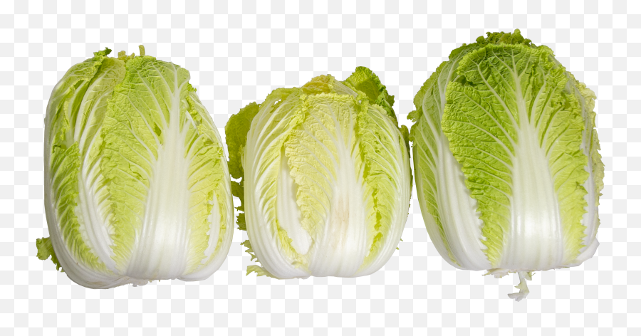 Napa Cabbage - Fresh Avenue Iceburg Lettuce Png,Cabbage Transparent
