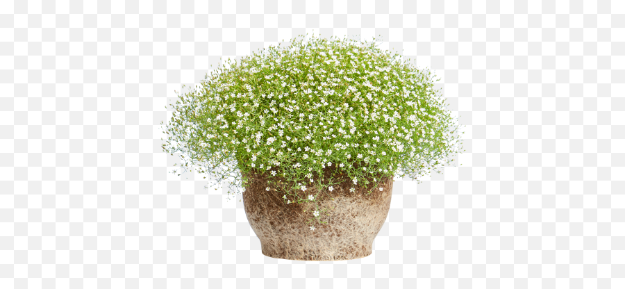 Elho - Gypsophila Babyu0027s Breathe Houseplant Png,Baby's Breath Png