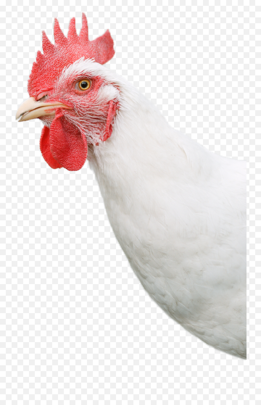White Chicken Head Png Transparent - Transparent Chicken Head Png,Chicken Head Png