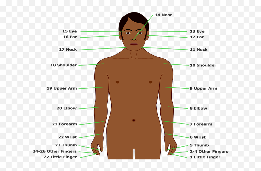 Body - Part Of Body In Dutch Png,Small Png Images