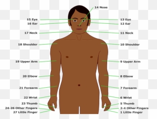Body - Part Of Body In Dutch Png,Small Png Images