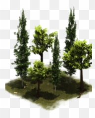 Group Of Trees - Mexican Pinyon Png,Group Of Trees Png