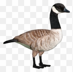 Canada Goose Eggs Png Image With No - Canadian Goose Png,Goose Png
