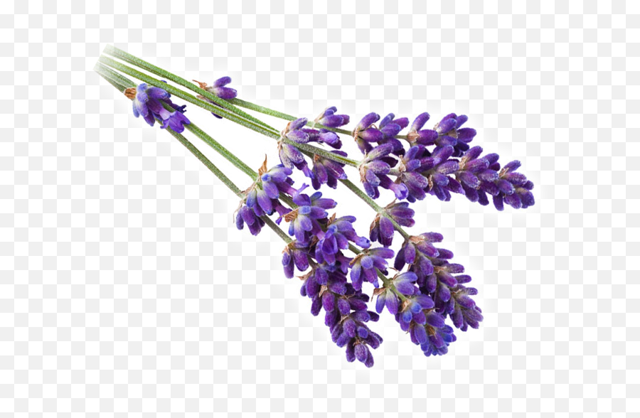 Field Of Lavender Flowers - Lavender Png,Lavender Png
