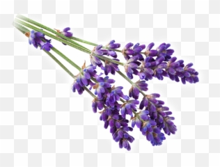 Lavender Background png download - 801*976 - Free Transparent Bonzibuddy  png Download. - CleanPNG / KissPNG