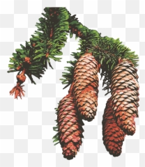 Pine Cones Trees - Free Vector Graphic On Pixabay Shortleaf Black Spruce Png,Pine Cone Png