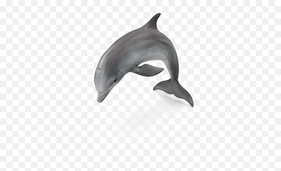 Dolphin Png Pic Arts - Common Bottlenose Dolphin,Dolphin Png