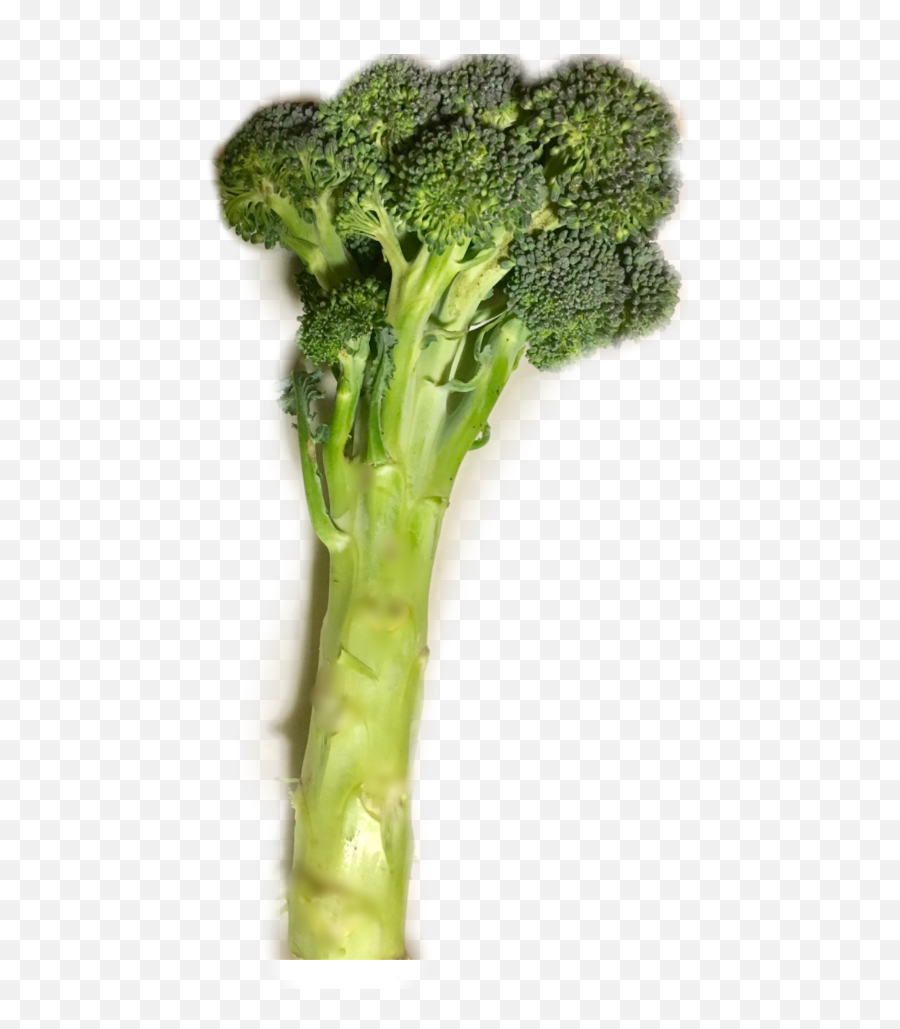 Easy Broccoli - Celtuce Png,Brocoli Png