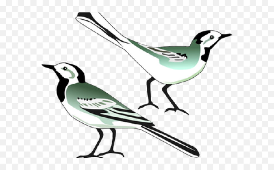 Mockingbird Clipart Burung - Klip Art Burung Png Download Cartoon Wagtail,Mockingbird Png