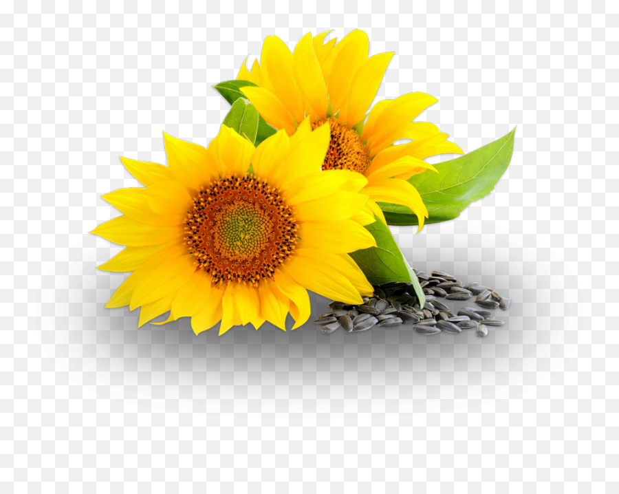 Download Free Png Sunflower Oil Image Transparent - Sunflower Oil Png,Sunflower Transparent Background