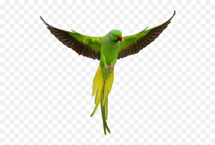 Parrots Png Transparent Images - Green Parrot Png,Parrot Transparent