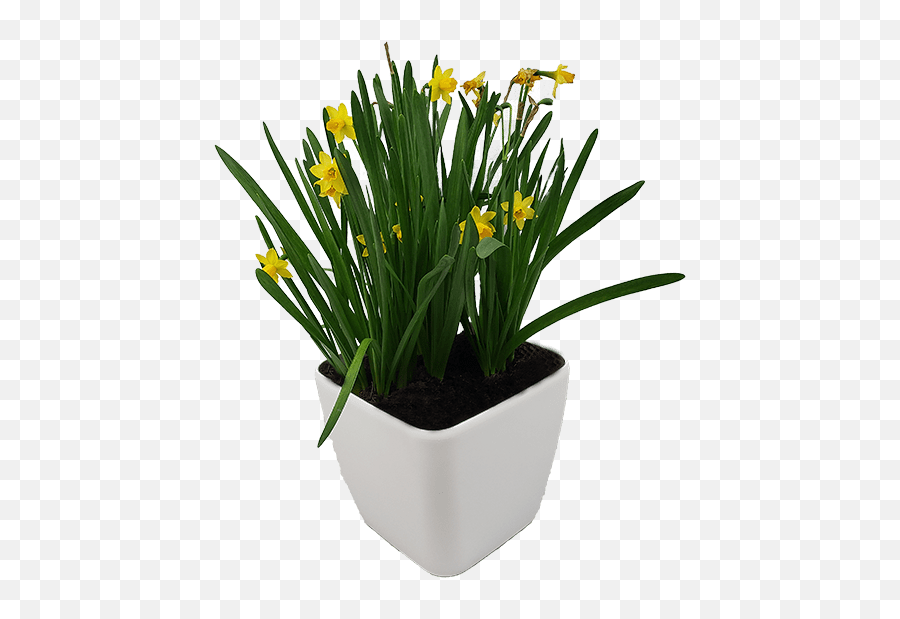 Do Self - Saffron Crocus Png,Planters Png