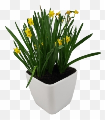 Do Self - Saffron Crocus Png,Planters Png