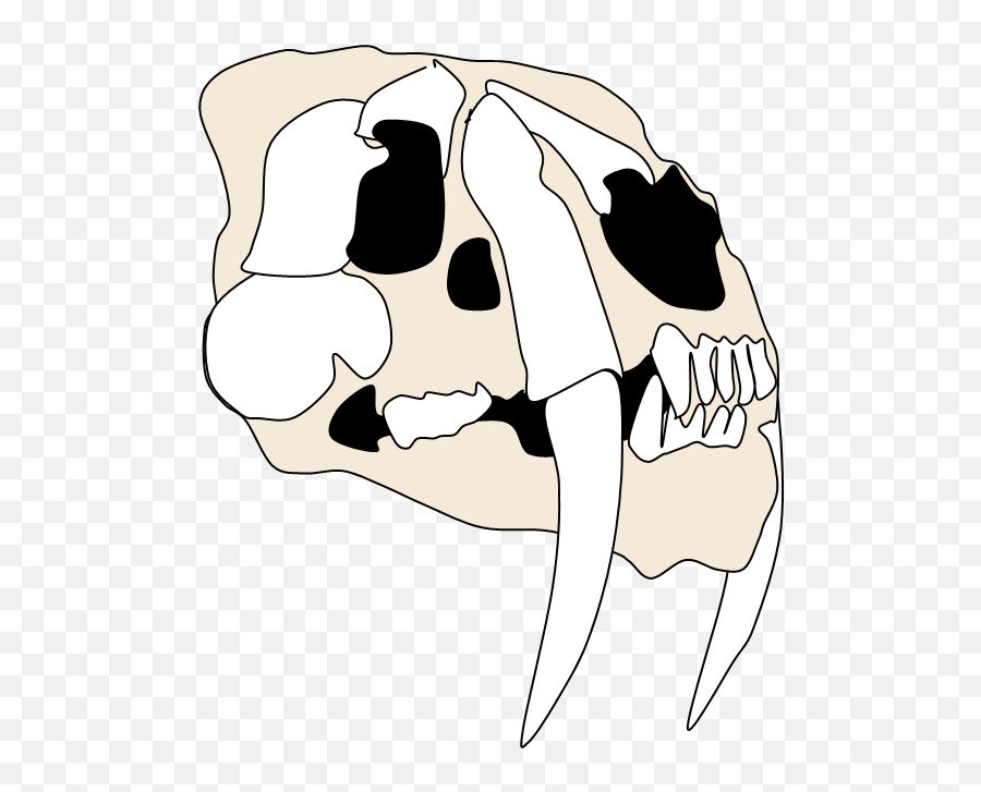 Filesmilodon Skull Wpng - Wikimedia Commons Smilodon Skull Png,Skull Clipart Png