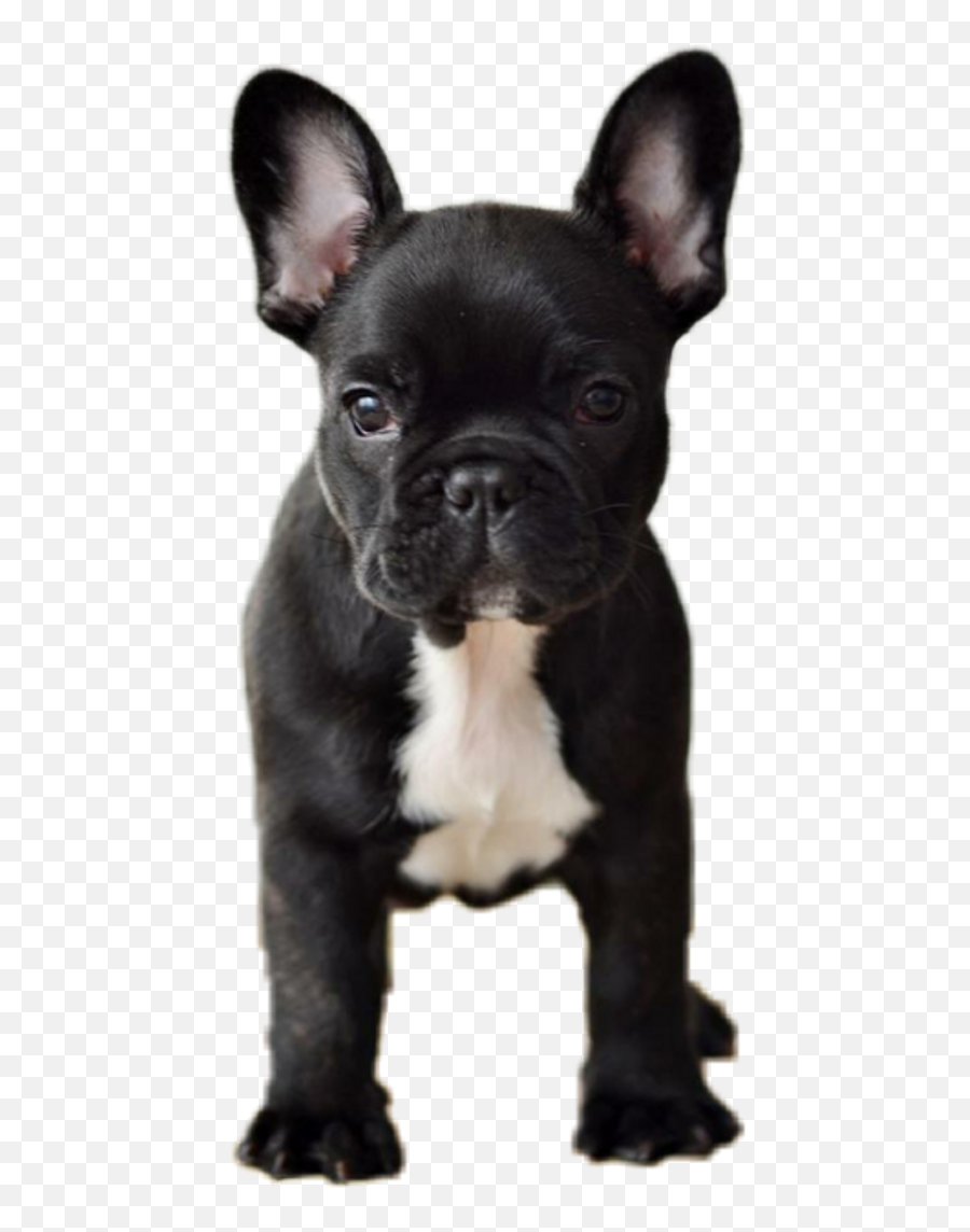 Download Dog Animals Pets Frenchie Frenchy Frenchbulldog - Wash Bar Dog Soap Png,Bull Dog Png